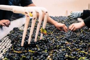 MARIA JULIA MARCHINI - MARIA MARCHINI